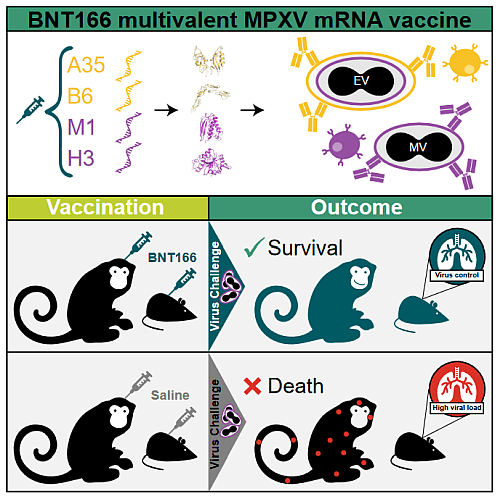 Graphical abstract of BNT166 multivalent MPXV mRNA vaccine test from Zuiani et al., 2024.