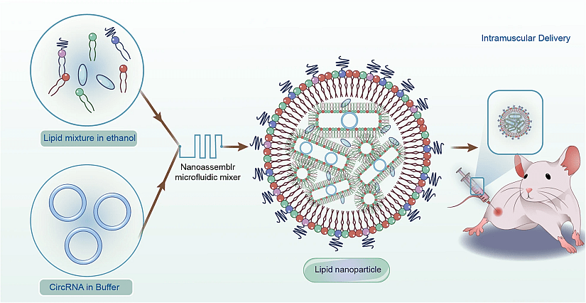 Design strategy for the production of ZIKV circular RNA vaccine.