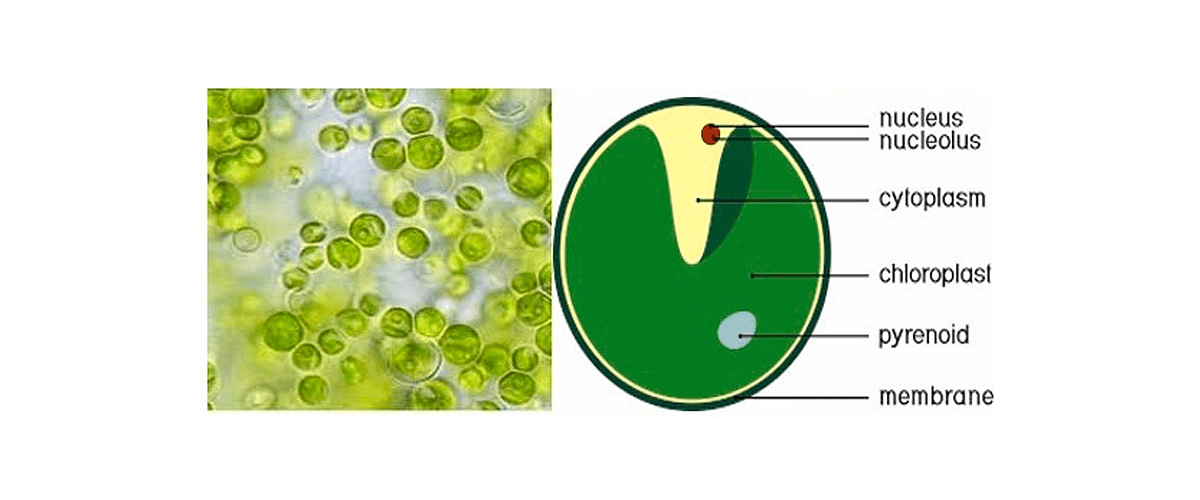 Drawing illustrating the Structure of the microalgae Chlorella vulgaris.