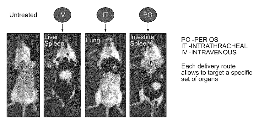 Mice pictures showing representative patterns of biodistribution according to the route of administration, for the Intravenous, Intratracheal and Per os routes.