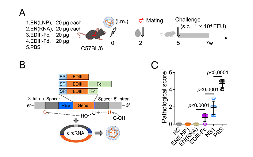 Steps of production of an RNA vaccine against Zika.