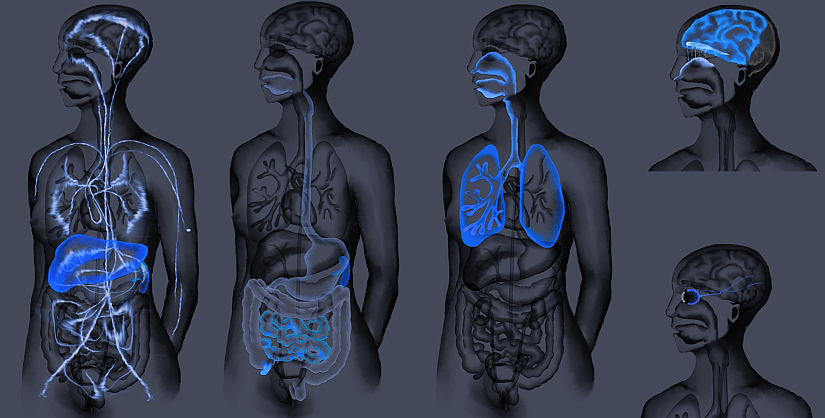 Drawing illustrating Delivery routes of MEVs into human body from various administration point (Intravenous delivery, oral delivery, inhalation, intranasal and ocular).