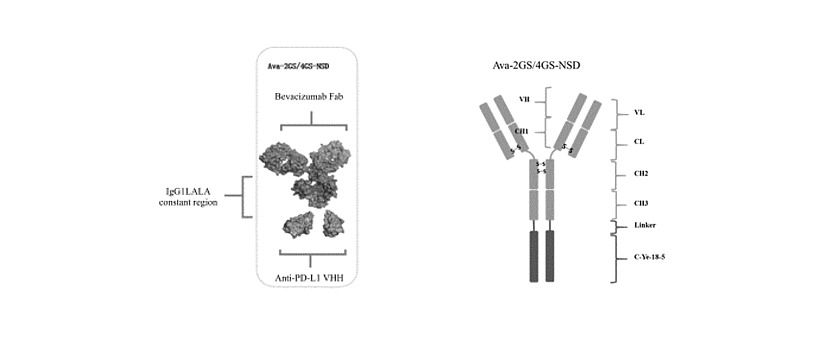 Schematic of two bispecific antibodies that are the subject of the article.